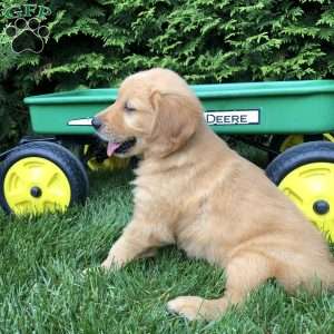 Art, Golden Retriever Puppy