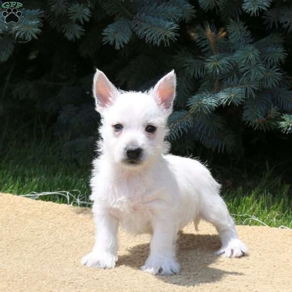Arthur, West Highland Terrier Puppy