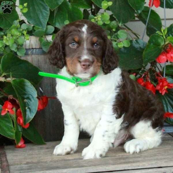 Arthur, English Springer Spaniel Puppy