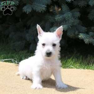 Arthur, West Highland Terrier Puppy