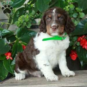 Arthur, English Springer Spaniel Puppy