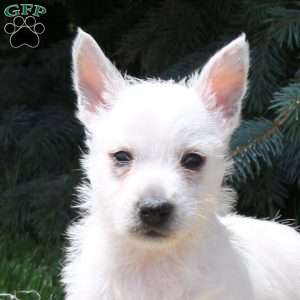 Arthur, West Highland Terrier Puppy