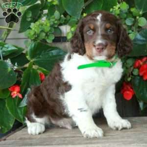 Arthur, English Springer Spaniel Puppy