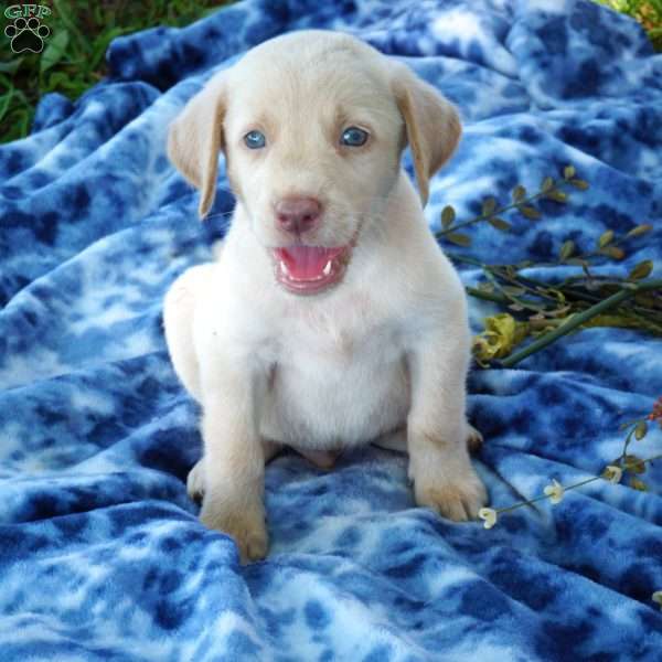 George, Yellow Labrador Retriever Puppy