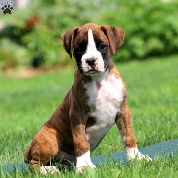 Asher, Boxer Puppy