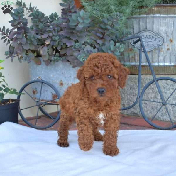 Asher, Miniature Poodle Puppy