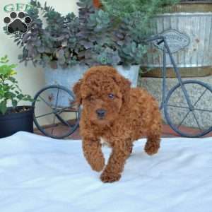 Asher, Miniature Poodle Puppy