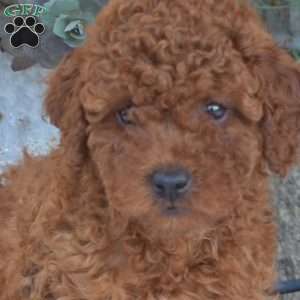 Asher, Miniature Poodle Puppy