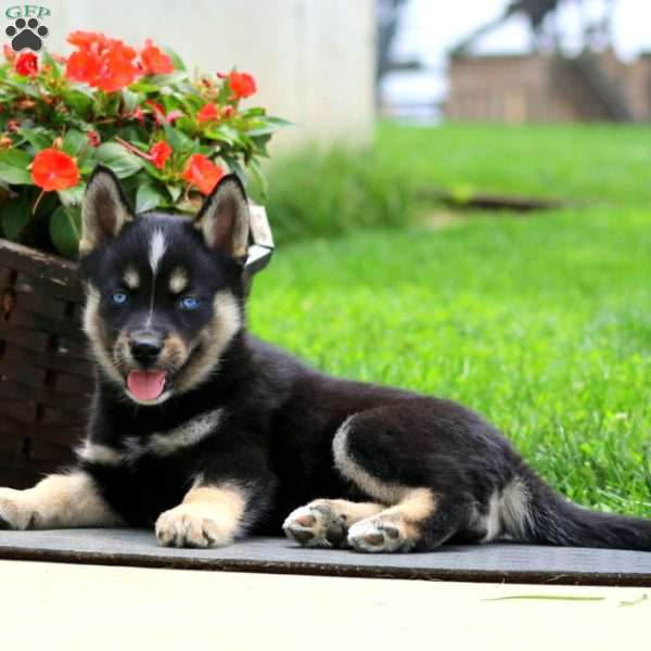 Asher, Pomsky Puppy