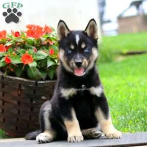Asher, Pomsky Puppy