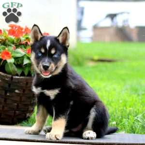 Asher, Pomsky Puppy