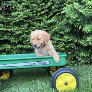 Asher, Golden Retriever Puppy