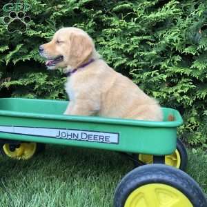 Asher, Golden Retriever Puppy