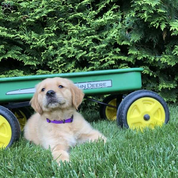 Asher, Golden Retriever Puppy