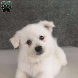 Asher, American Eskimo Puppy