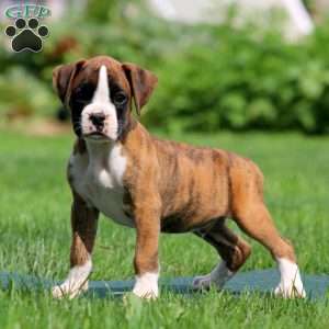 Asher, Boxer Puppy