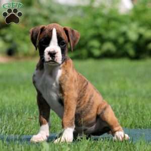Asher, Boxer Puppy