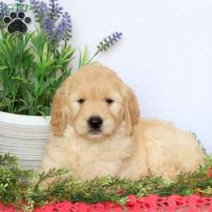 Ashlyn, Goldendoodle Puppy
