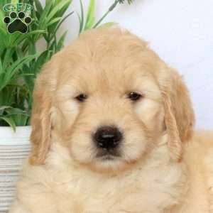 Ashlyn, Goldendoodle Puppy