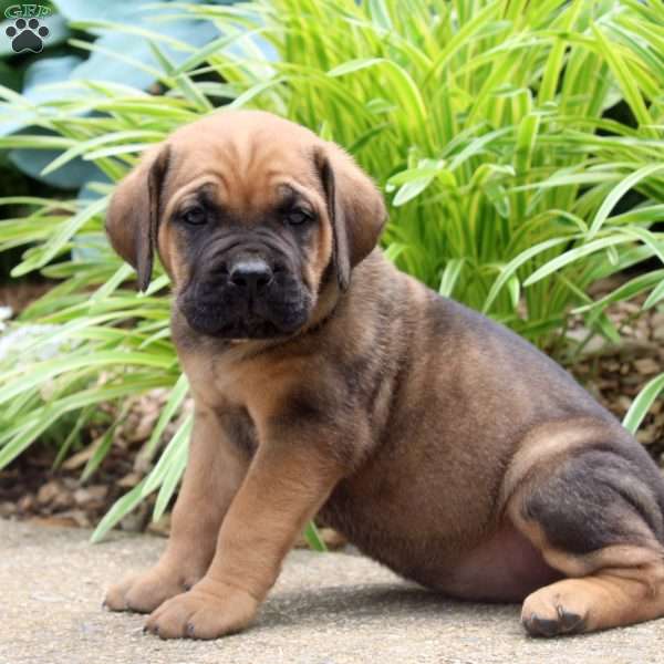 Aspen, Cane Corso Puppy