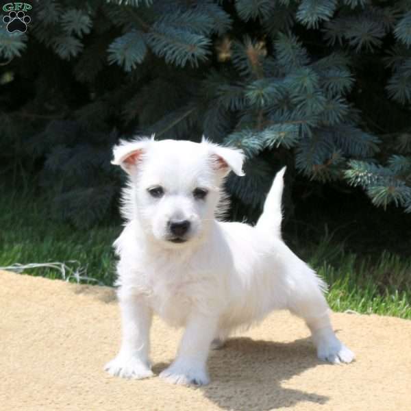 Aspen, West Highland Terrier Puppy