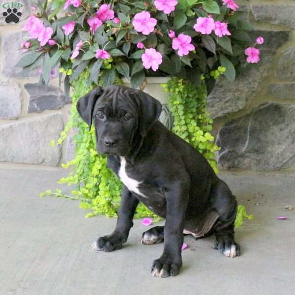 Aspen, Cane Corso Puppy