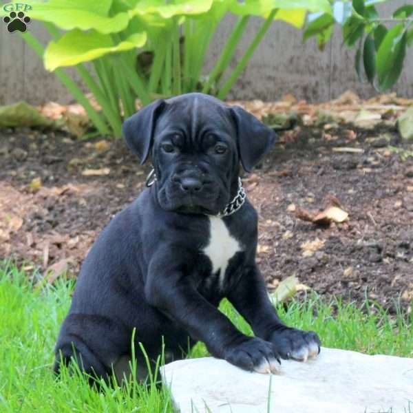 Aspen, Cane Corso Puppy