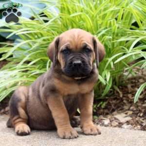 Aspen, Cane Corso Puppy