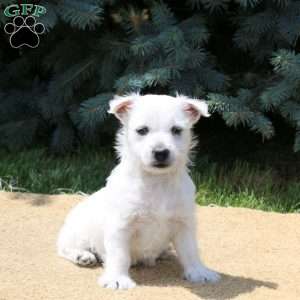 Aspen, West Highland Terrier Puppy