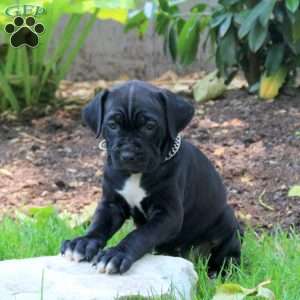 Aspen, Cane Corso Puppy