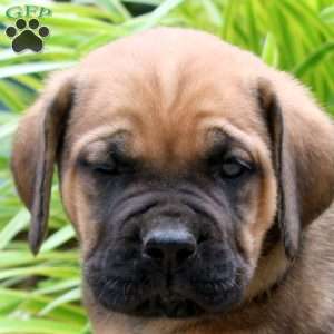 Aspen, Cane Corso Puppy
