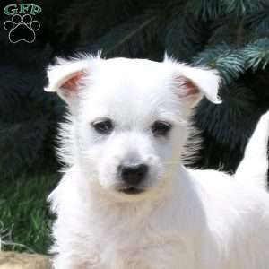 Aspen, West Highland Terrier Puppy