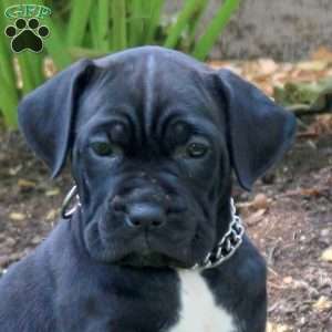 Aspen, Cane Corso Puppy