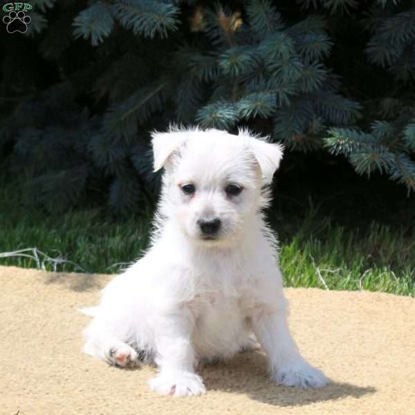 Athena, West Highland Terrier Puppy