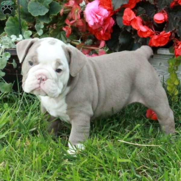 Athena, English Bulldog Puppy