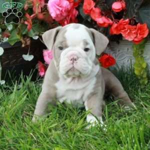 Athena, English Bulldog Puppy