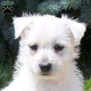 Athena, West Highland Terrier Puppy