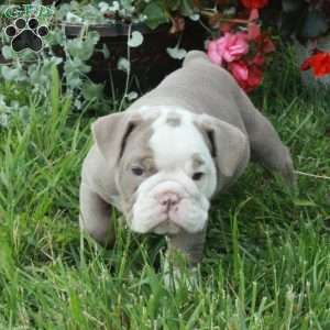 Athena, English Bulldog Puppy