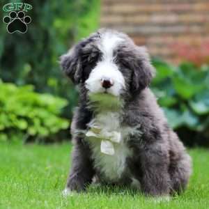 Atlas, Bernedoodle Puppy