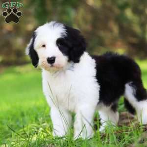 Atlas, Sheepadoodle Puppy