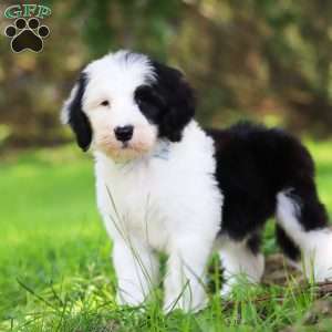 Atlas, Sheepadoodle Puppy