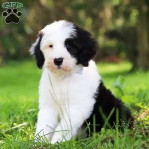 Atlas, Sheepadoodle Puppy