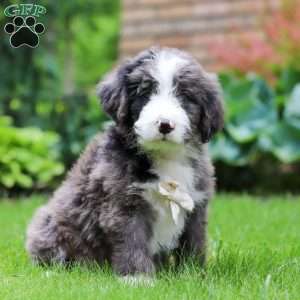 Atlas, Bernedoodle Puppy