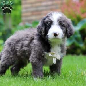 Atlas, Bernedoodle Puppy