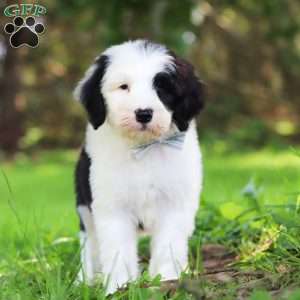 Atlas, Sheepadoodle Puppy