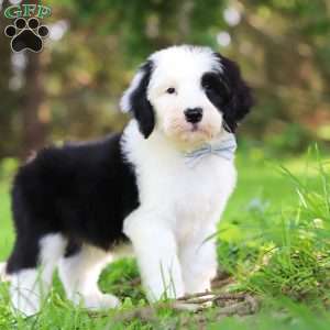 Atlas, Sheepadoodle Puppy