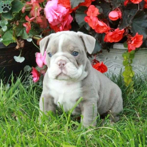 Atlas, English Bulldog Puppy