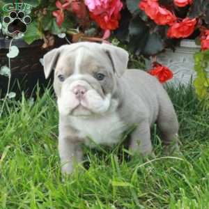 Atlas, English Bulldog Puppy