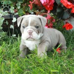 Atlas, English Bulldog Puppy
