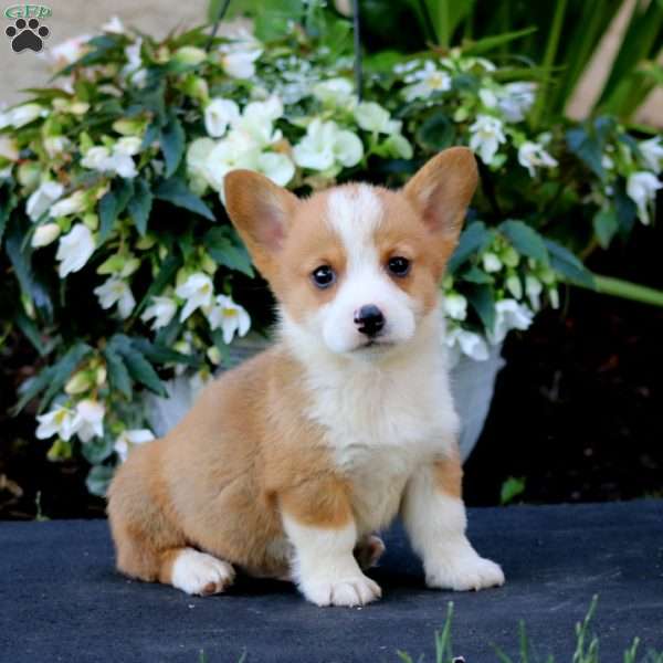 Atlas, Pembroke Welsh Corgi Puppy